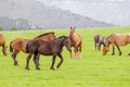 Herd of horses grazing in mountains Royalty Free Stock Photo