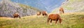 Herd of horses grazing near Pourtalet pass, Ossau valley in the Pyrenees France Royalty Free Stock Photo