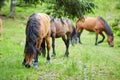 Herd of horses grazing Royalty Free Stock Photo