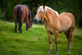 Herd of horses grazing Royalty Free Stock Photo