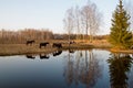 Herd of horses grazing quietly by the lakeside in the spring evening with the beautiful reflections in the still water