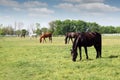Herd of horses grazing