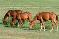 Herd of horses grazing in a summer meadow Royalty Free Stock Photo