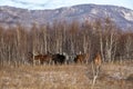 A herd of horses grazing in the winter in the forest against the backdrop of mountains Royalty Free Stock Photo