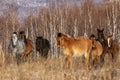 A herd of horses grazing in the winter in the forest against the backdrop of mountains Royalty Free Stock Photo