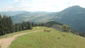 The herd of horses on green pasture. Royalty Free Stock Photo