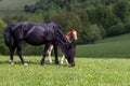 Herd of horses on green pastures