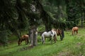 Herd of horses Royalty Free Stock Photo