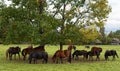 Herd of horses Royalty Free Stock Photo