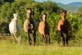 Herd of horses Royalty Free Stock Photo