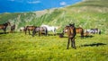 Herd Of Horses high In The Mountains