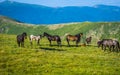 Herd Of Horses high In The Mountains