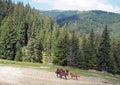 Herd of horses on a hillside