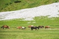 A herd of horses - horse, foal, mare grazing on an alpine meadow at the foot of a high mountain with still snow. Adult horses Royalty Free Stock Photo