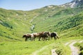 A herd of horses - horse, foal, mare grazing on an alpine meadow at the foot of a high mountain with still snow. Adult horses