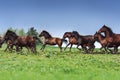 A herd of horses jumps into the field against a blue sky