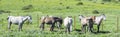 Herd of horses in a meadow Royalty Free Stock Photo