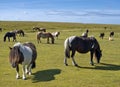 Herd of horses on a meadow in Cornwall, south west England Royalty Free Stock Photo