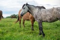 Herd of horses in the meadow, countryside Royalty Free Stock Photo