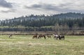 A Herd of Horses on a Meadow in the Rocky Mountains Foothills
