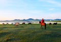 The herd and horses morning Royalty Free Stock Photo