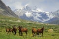 A herd of horses on a mountain meadow. Royalty Free Stock Photo