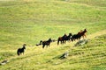 A herd of horses in a mountain pasture Royalty Free Stock Photo