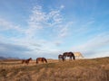 Herd of horses on a mountain pasture. Beautiful horses in an autumn meadow poses against the background of a white snow-covered Royalty Free Stock Photo