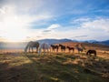 Herd of horses on a mountain pasture. Beautiful horses in an autumn meadow poses against the background of a white snow-covered Royalty Free Stock Photo