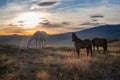 Herd of horses on a mountain pasture. Beautiful horses in an autumn meadow poses against the background of a white snow-covered Royalty Free Stock Photo