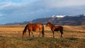 Herd of horses on a mountain pasture. Thoroughbred brown horse with a foal. Beautiful horses in an autumn meadow poses against the Royalty Free Stock Photo