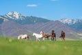 The herd of horses in the mountains. Royalty Free Stock Photo