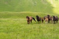 Herd of horses in the mountains are Royalty Free Stock Photo