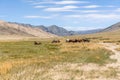 Herd of horses on mountains meadows of mongolian Altai Royalty Free Stock Photo