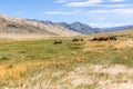 Herd of horses on mountains meadows of mongolian Altai