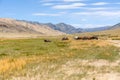 Herd of horses on mountains meadows of mongolian Altai Royalty Free Stock Photo