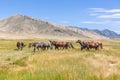 Herd of horses on mountains meadows of mongolian Altai Royalty Free Stock Photo