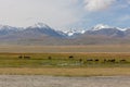 Herd of horses on mountains meadows of mongolian Altai