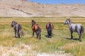 Landscape with wild horses near the mountain. Altai, Mongolia Royalty Free Stock Photo