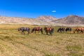 Herd of horses on mountains meadows of mongolian Altai Royalty Free Stock Photo