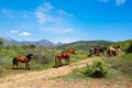 Herd of horses in the mountains Royalty Free Stock Photo