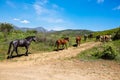 Herd of horses in the mountains Royalty Free Stock Photo