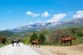 Herd of horses in the mountains Royalty Free Stock Photo