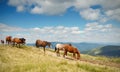 A herd of horses in the mountains Royalty Free Stock Photo