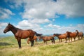 A herd of horses in the mountains Royalty Free Stock Photo