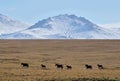 Herd of horses near Son-Kul mountain lake,central Tien Shan, Kyrgyzstan, Central Asia, popular trekking and horse riding place Royalty Free Stock Photo