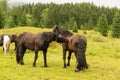 Herd of horses outdoors in a green pasture with a forest background on a misty day with Royalty Free Stock Photo