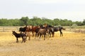 Herd of horses in paddock Royalty Free Stock Photo