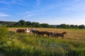 A herd of horses in the paddock Royalty Free Stock Photo