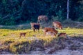 herd of horses on pasture, digital photo picture as a background Royalty Free Stock Photo